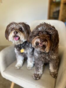 Gizmo and Dolce Office Pets in Minden, NV